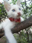 Floquinho