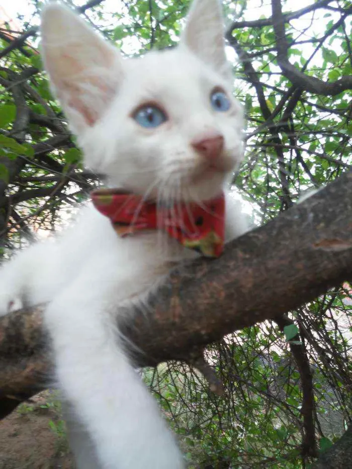 Gato ra a Diferente idade 2 a 6 meses nome Floquinho