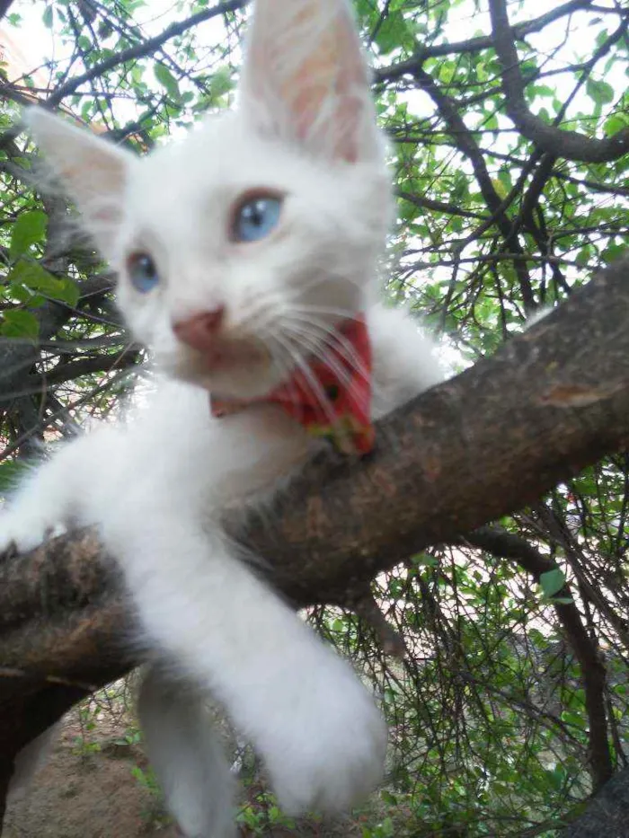 Gato ra a Diferente idade 2 a 6 meses nome Floquinho