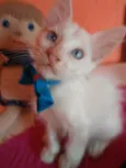 Floquinho