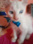 Floquinho