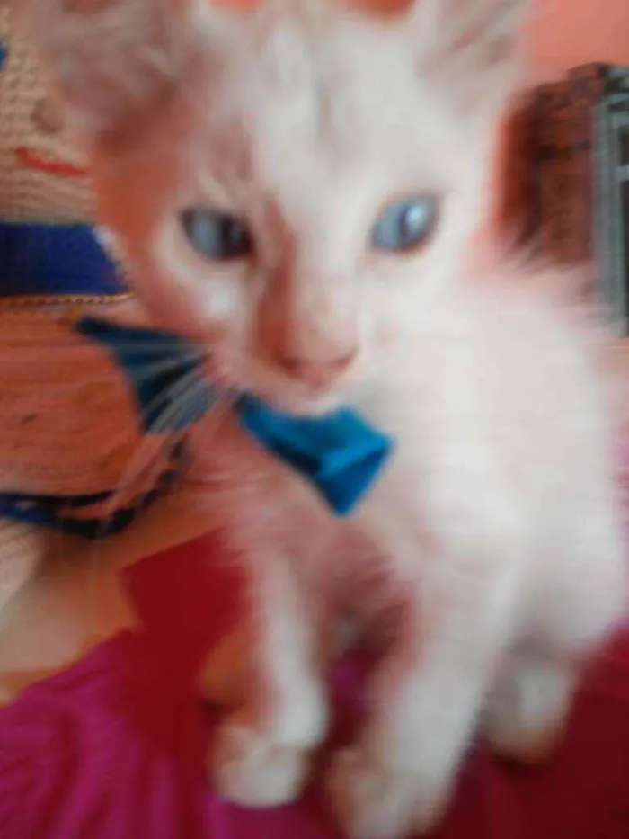 Gato ra a Diferente idade 2 a 6 meses nome Floquinho