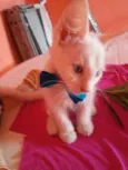 Floquinho