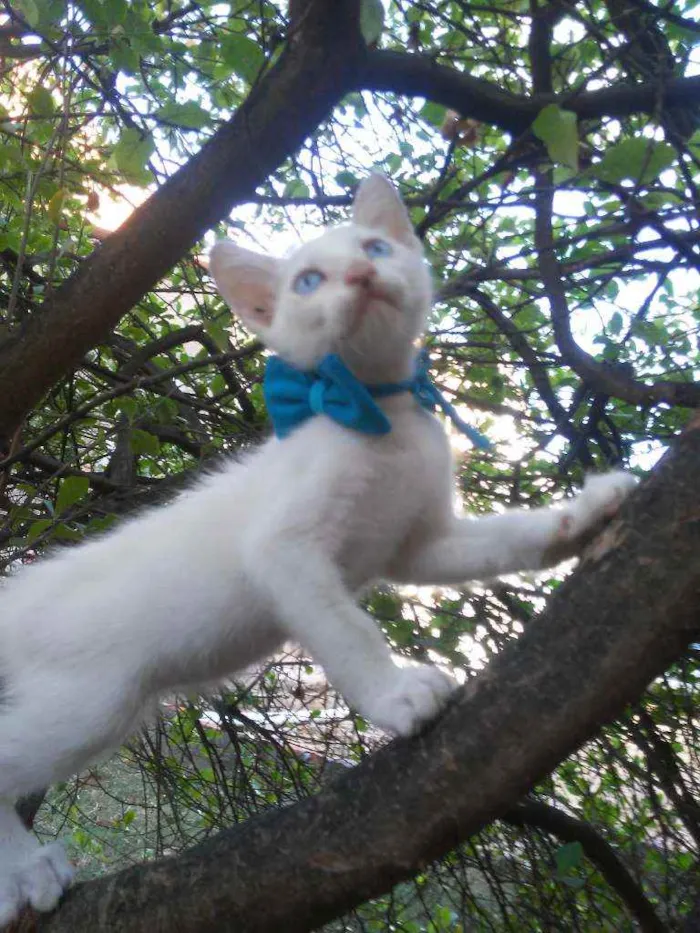 Gato ra a Comum idade 2 a 6 meses nome Nenenzinho