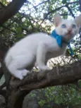 Nenenzinho