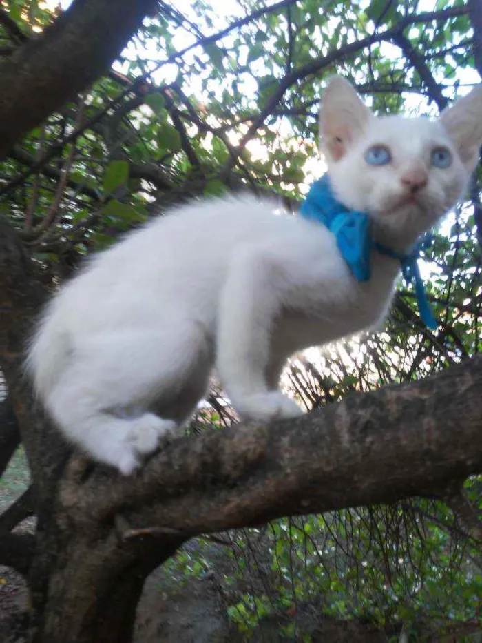 Gato ra a Comum idade 2 a 6 meses nome Nenenzinho