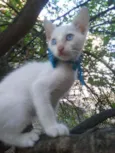 Nenenzinho