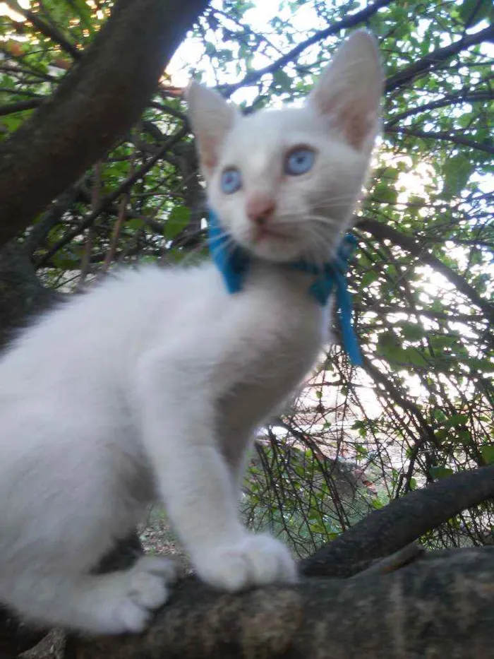 Gato ra a Comum idade 2 a 6 meses nome Nenenzinho