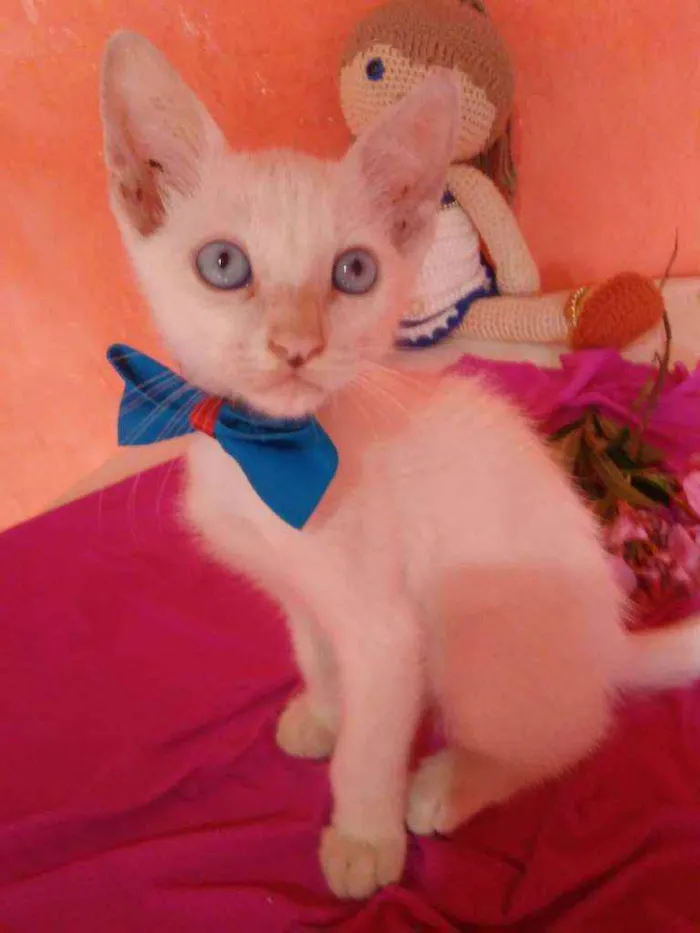 Gato ra a Comum idade 2 a 6 meses nome Nenenzinho