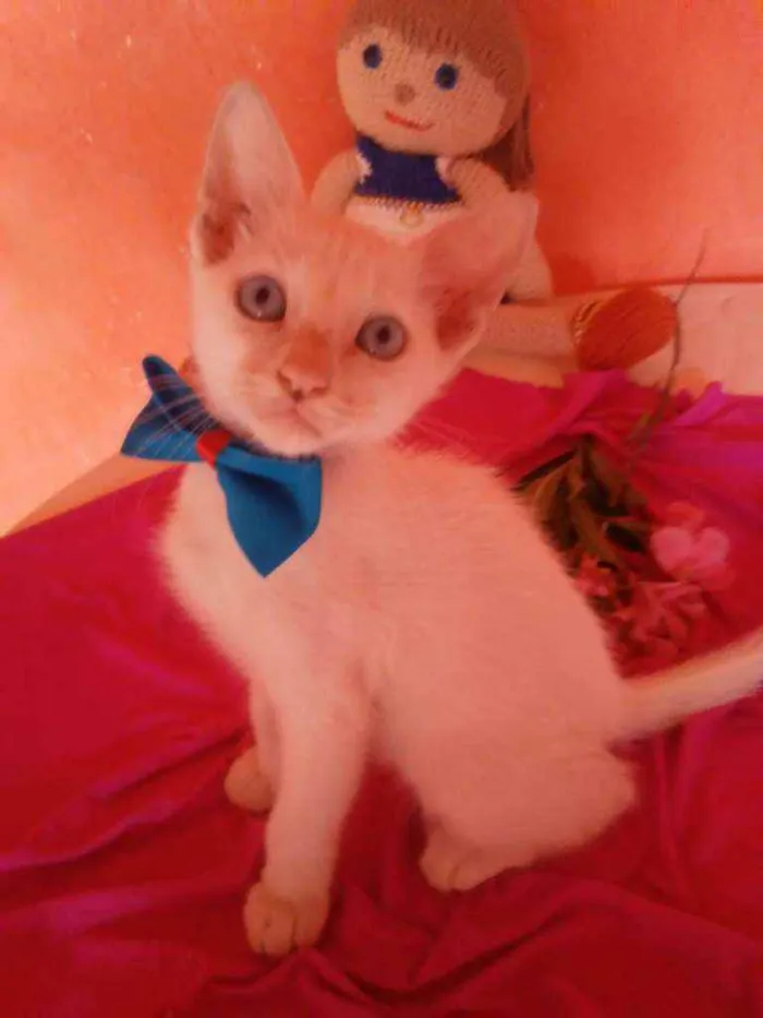 Gato ra a Comum idade 2 a 6 meses nome Nenenzinho