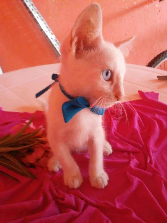 Gato ra a Comum idade 2 a 6 meses nome Nenenzinho