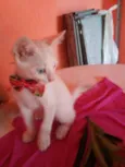 Nenenzinho