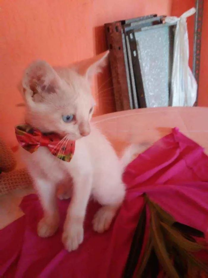 Gato ra a Comum idade 2 a 6 meses nome Nenenzinho