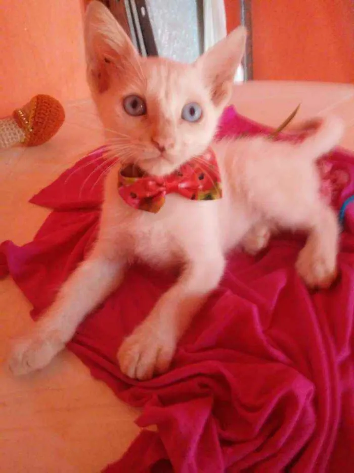 Gato ra a Comum idade 2 a 6 meses nome Nenenzinho