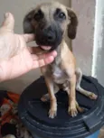 Romeo