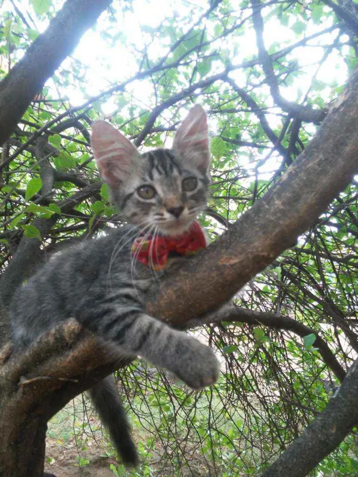 Gato ra a Comum tigresa idade 2 a 6 meses nome Princesa