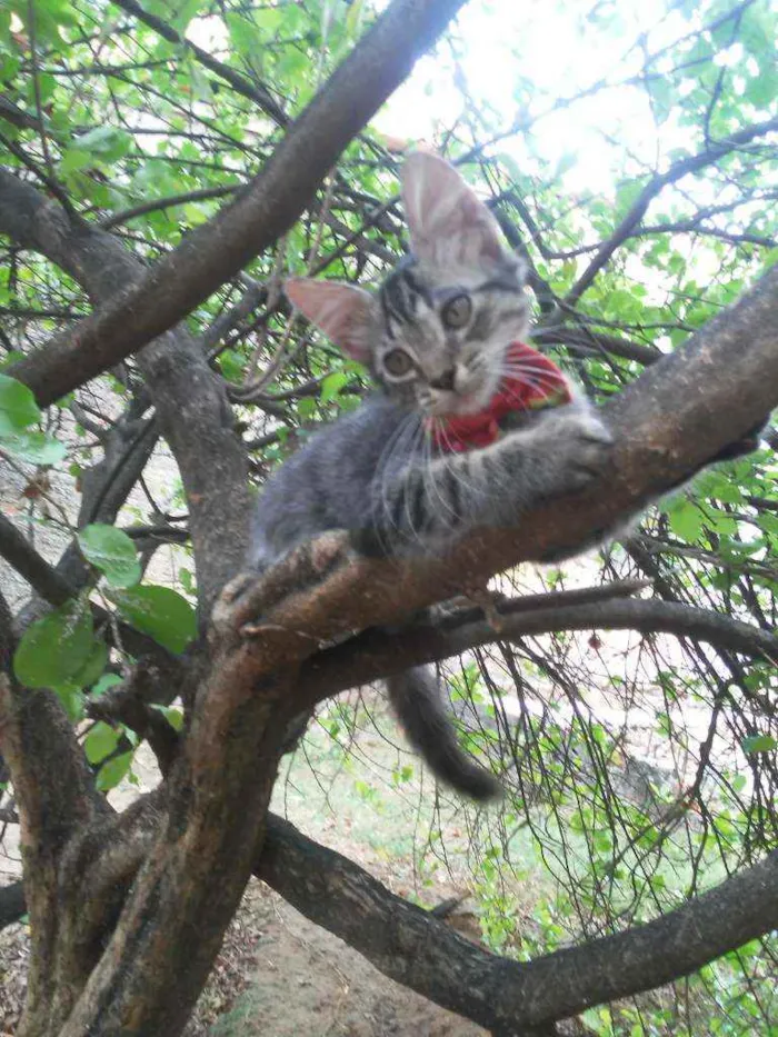 Gato ra a Comum tigresa idade 2 a 6 meses nome Princesa