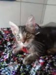 Princesa