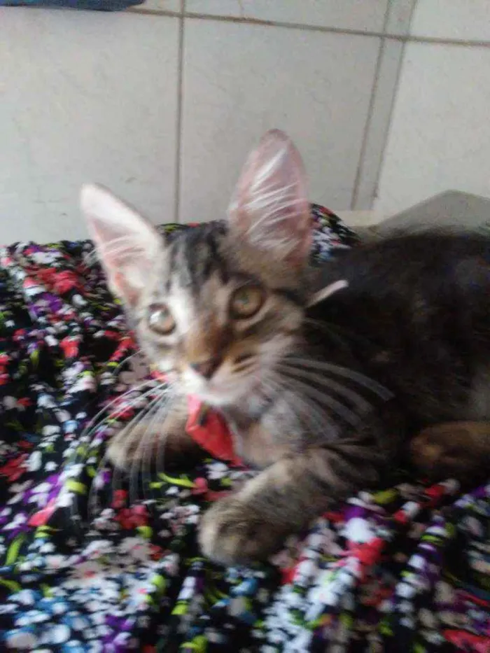 Gato ra a Comum tigresa idade 2 a 6 meses nome Princesa