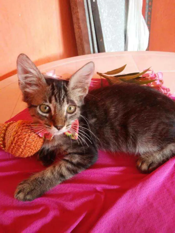 Gato ra a Comum tigresa idade 2 a 6 meses nome Princesa