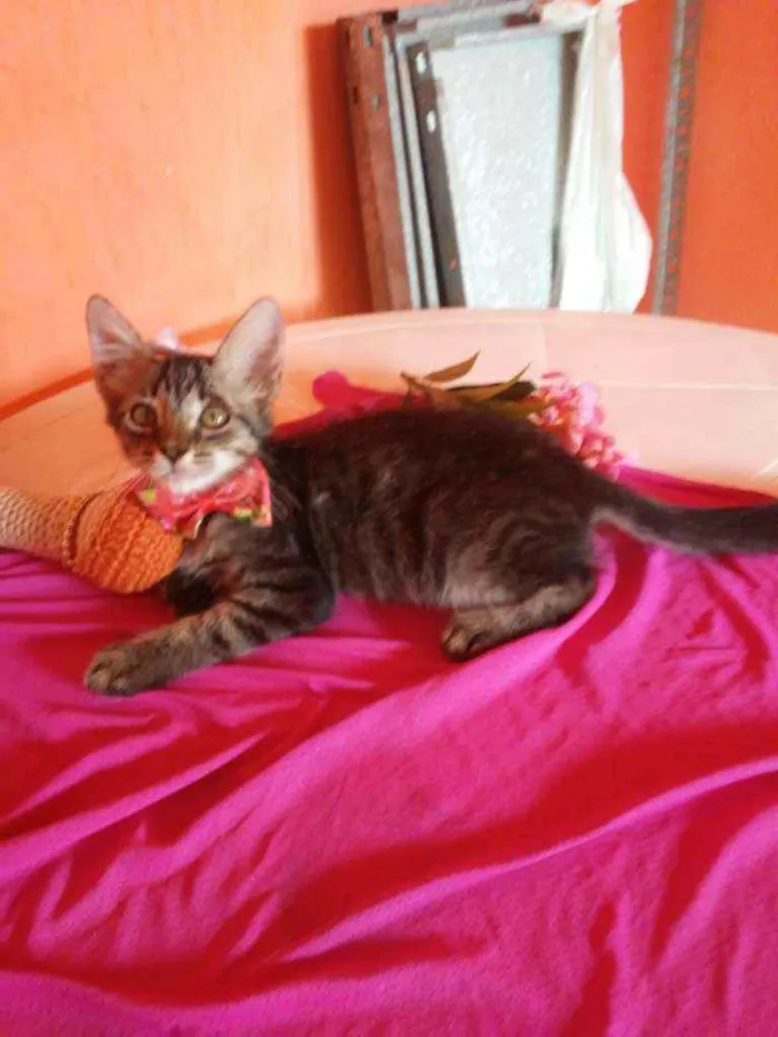 Gato ra a Comum tigresa idade 2 a 6 meses nome Princesa