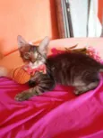 Princesa