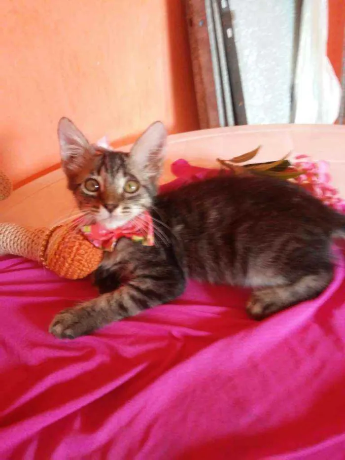 Gato ra a Comum tigresa idade 2 a 6 meses nome Princesa