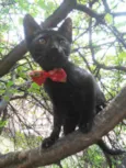 Pérola Negra