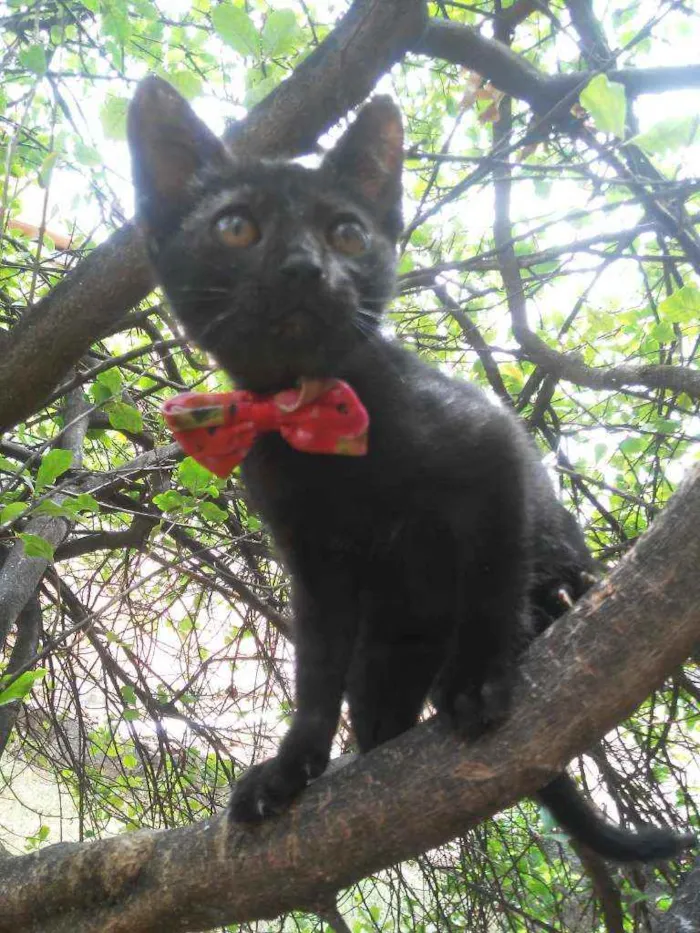 Gato ra a Comum idade 2 a 6 meses nome Pérola Negra