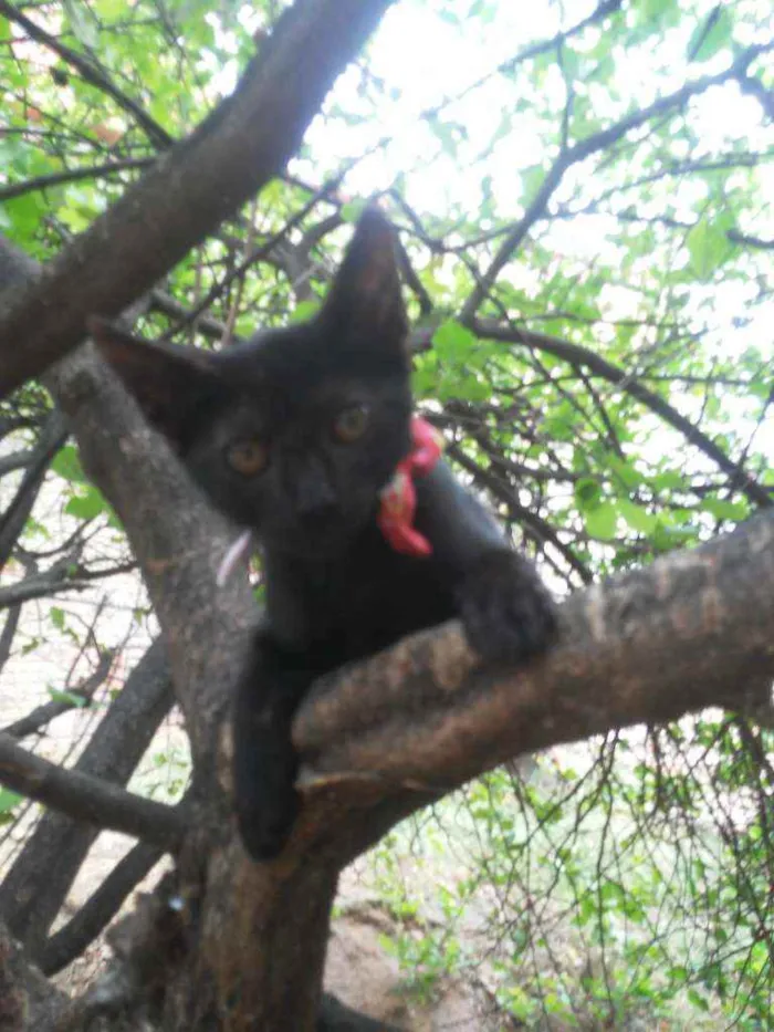 Gato ra a Comum idade 2 a 6 meses nome Pérola Negra