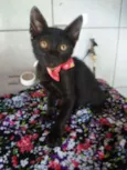 Pérola Negra
