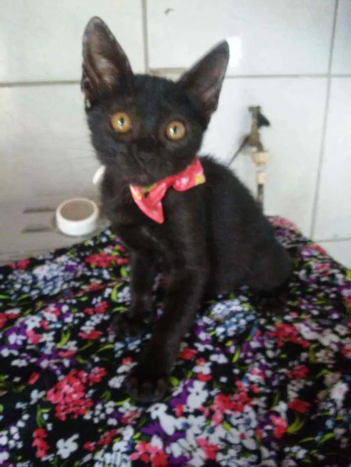 Gato ra a Comum idade 2 a 6 meses nome Pérola Negra