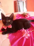 Pérola Negra