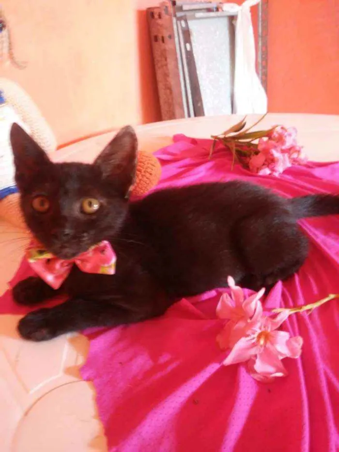 Gato ra a Comum idade 2 a 6 meses nome Pérola Negra