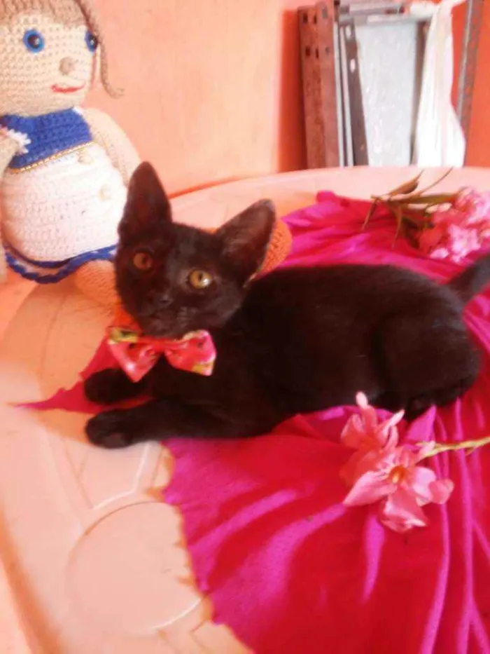 Gato ra a Comum idade 2 a 6 meses nome Pérola Negra