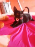 Pérola Negra