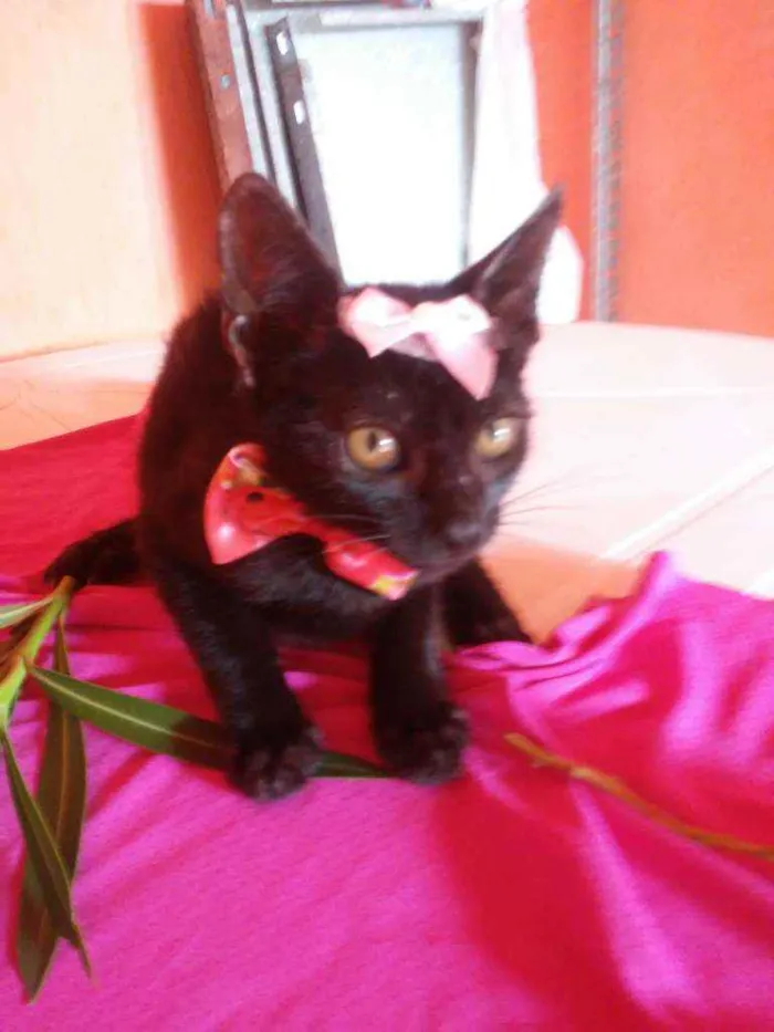 Gato ra a Comum idade 2 a 6 meses nome Pérola Negra