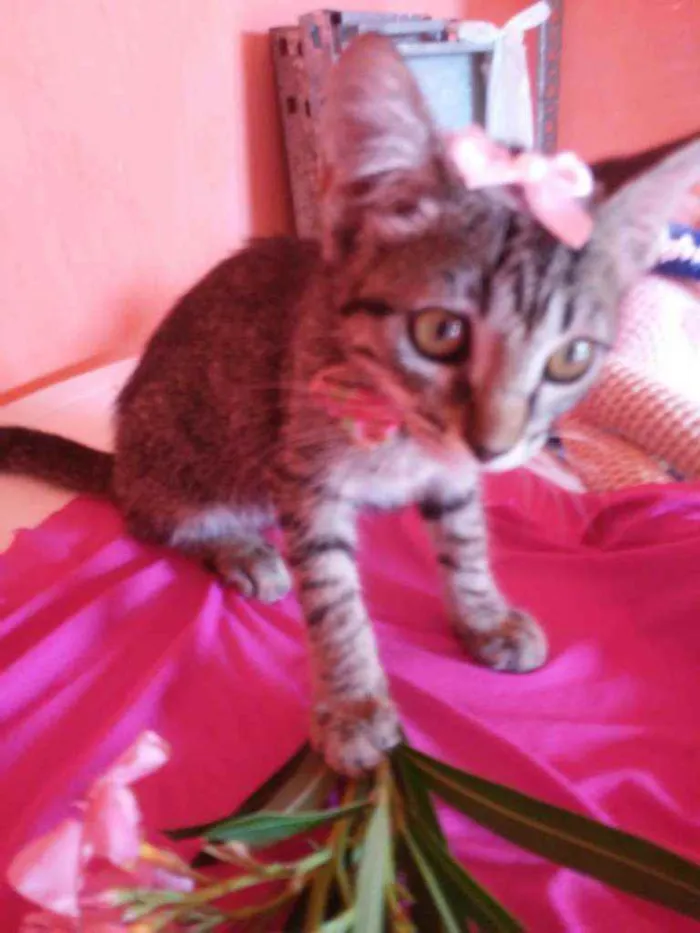 Gato ra a Comum tigresa idade 2 a 6 meses nome Flor