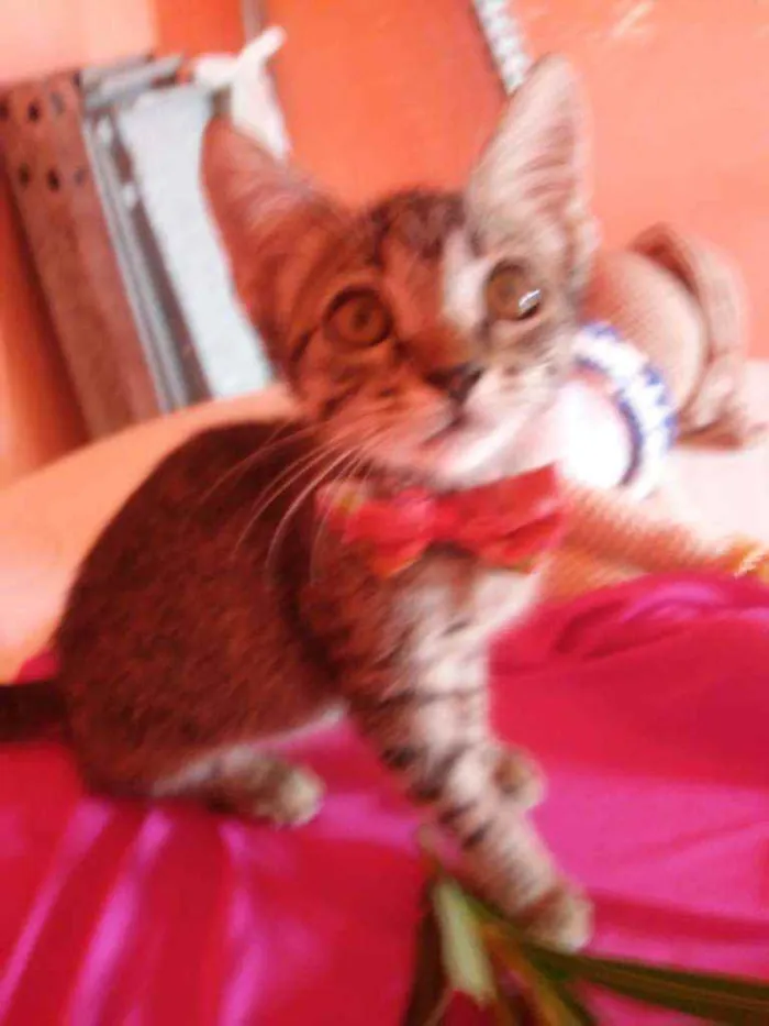 Gato ra a Comum tigresa idade 2 a 6 meses nome Flor