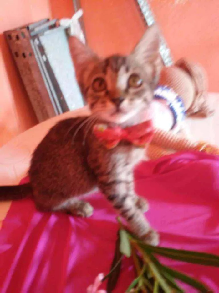 Gato ra a Comum tigresa idade 2 a 6 meses nome Flor