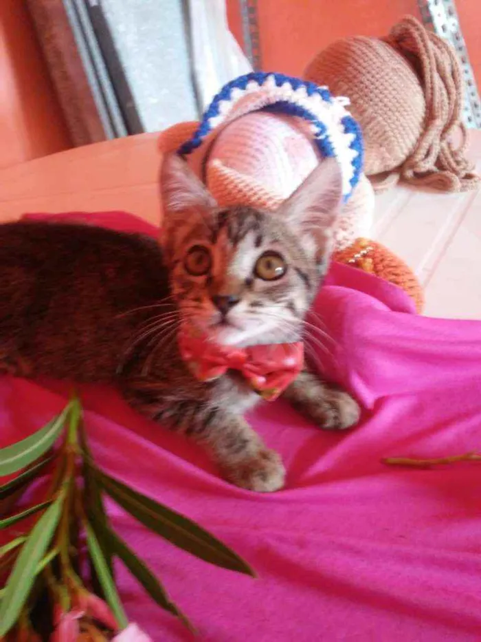 Gato ra a Comum tigresa idade 2 a 6 meses nome Flor