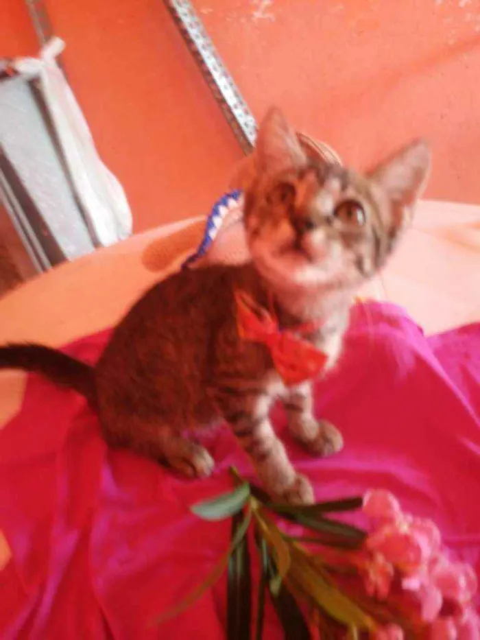 Gato ra a Comum tigresa idade 2 a 6 meses nome Flor