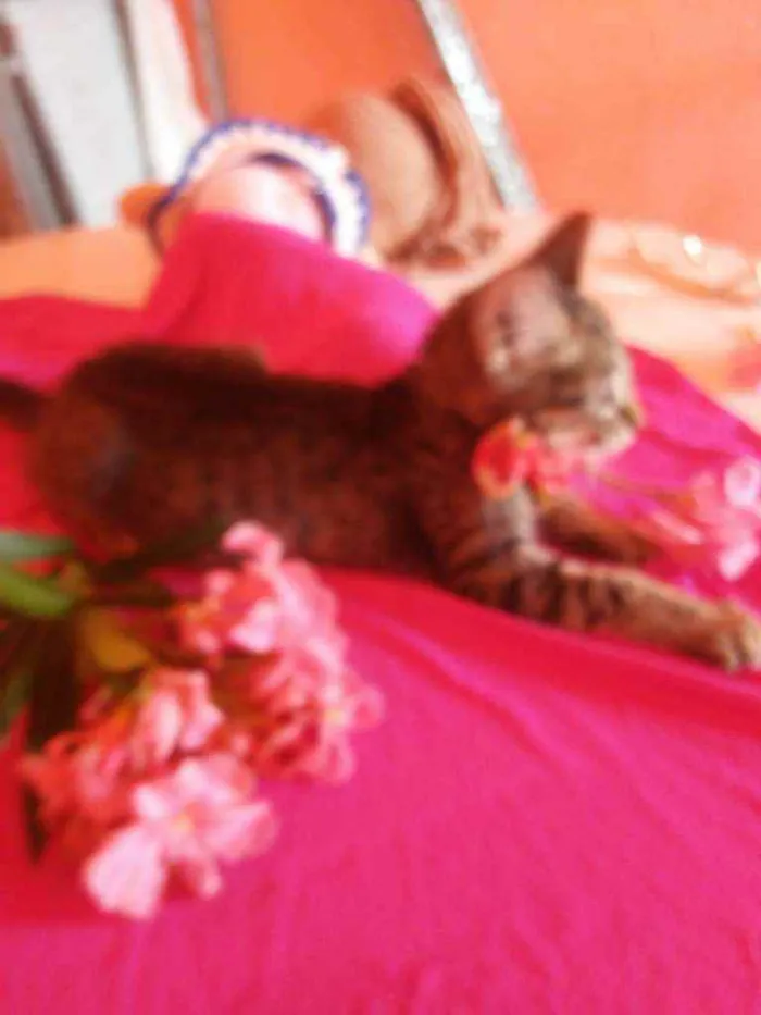 Gato ra a Comum tigresa idade 2 a 6 meses nome Flor