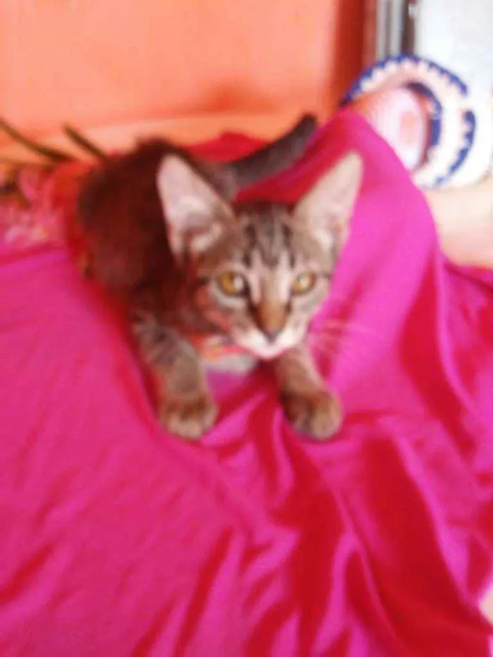 Gato ra a Comum tigresa idade 2 a 6 meses nome Flor