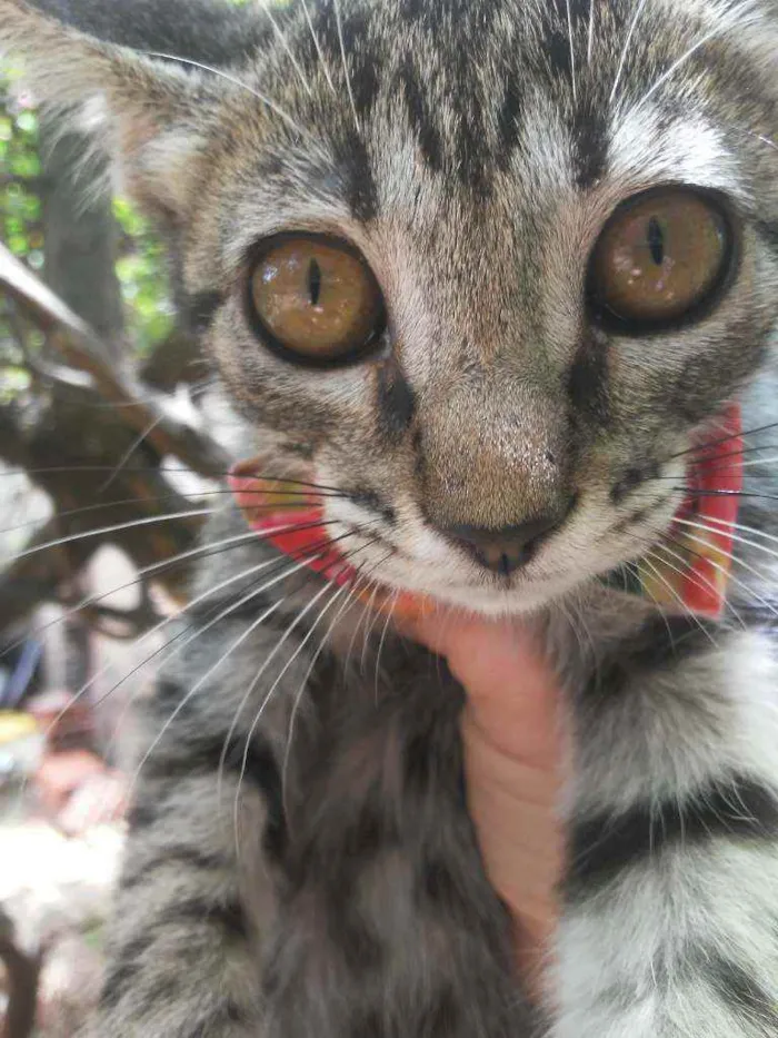 Gato ra a Comum tigresa idade 2 a 6 meses nome Flor