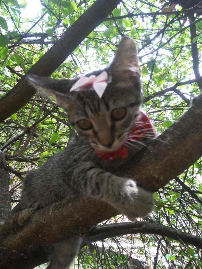Gato ra a Comum tigresa idade 2 a 6 meses nome Flor