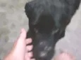 Urso