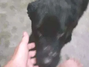 Cachorro raça Labrador idade 2 a 6 meses nome Urso