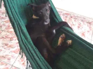 Cachorro raça Vira lata idade 7 a 11 meses nome Mel