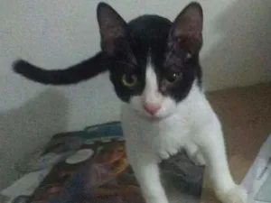 Gato raça SRD idade  nome Frajola
